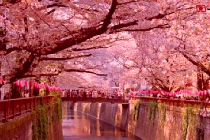 Dwarf s Gold slot game