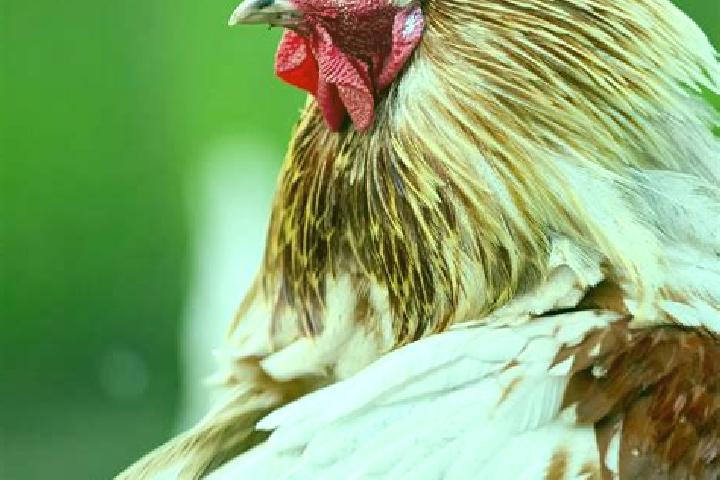 Tooty Fruity Fruits slot machine