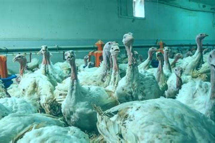 Wand Of The Witch online slot