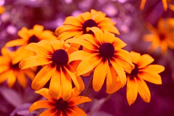Zentaurus Power Spins slot